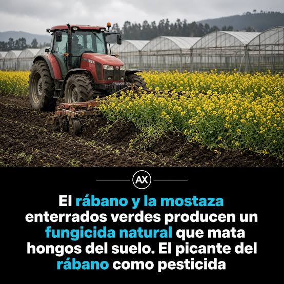 Mostaza: evalúan el cultivo para el manejo de patógenos del suelo Un equipo de especialistas del INTA Famaillá estudia el potencial biofumigante de distintos cultivares de mostaza y su incorporación