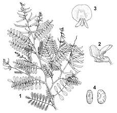 Image result for Tephrosia purpurea