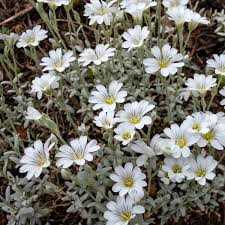 Image result for Cerastium