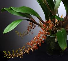 Image result for Liparis