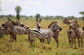 Africa is one of the central gathering various kinds of animals, even those belonging to the category of wild animals. Africa 10 Must See Animals On A Safari