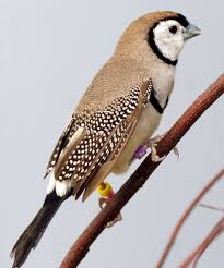 Bird On The Run Pittsburgh Let S Talk About Birds Owl Finches Pittsburgh Post Gazette Funny Bird Pictures Pet Birds World Birds