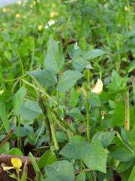 Image result for Vigna luteola
