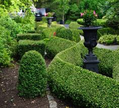 A Time to Plant Boxwood — NewGen® Boxwood