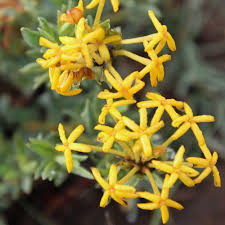 Image result for Gnidia goetzeana