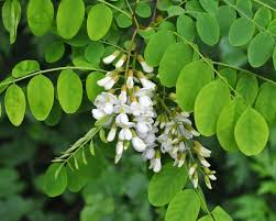 Image result for Robinia