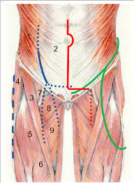 The abdomen (colloquially called the belly, tummy, midriff or stomach) is the part of the body between the thorax (chest) and pelvis, in humans and in other vertebrates. Schematic Drawing Of The Muscular Anatomy Of The Anterior Abdominal Download Scientific Diagram
