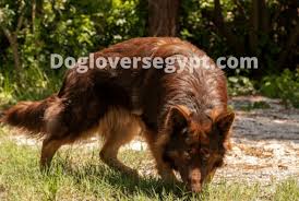 كلب جيرمن شيبرد الكبدي liver animals fox