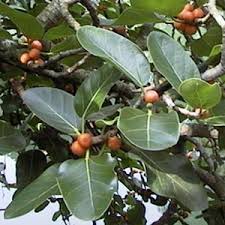 Image result for Ficus barteri