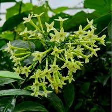 Image result for Cestrum nocturnum