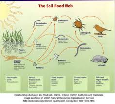 Food Chain And Food Web Definition Diagram Examples Videos