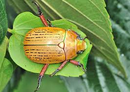 Christmas beetle is a name commonly applied to the australian beetle genus anoplognathus. Common Christmas Beetle Anoplognathus Porosus