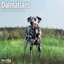 Dalmatians 2021 Calendar 2021 Dalmatians Calendar Dalmatians Have Roots Going Back All The Way To Croatia And The Region Of In 2020 Dog Calendar Dalmatian Spotty Dog