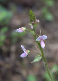 Image result for Grona adscendens