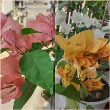 Yellow to gold bracts green foliage; Bougainvillea California Gold Bougainvillea California Gold In Gardentags Plant Encyclopedia