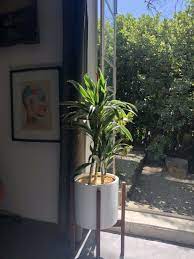 10 Sun Loving Houseplants That Can Take The Heat Full Sun Plants Best Indoor Plants Houseplants