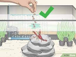 Cara Memelihara Lobster 11 Langkah Dengan Gambar Wikihow