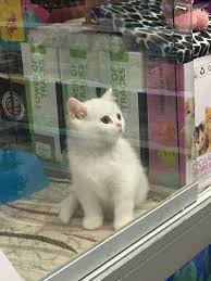Cins Kedi Ve Kopek Dunyasi Ankara Photos Facebook
