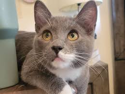 Fundraiser by Heather Davis : Save Franklin