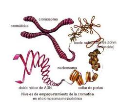 Los Genes marcan lo que somos : Blog de Emilio Silvera V.