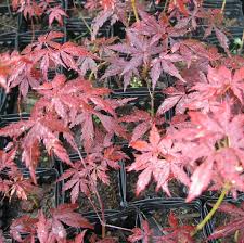 Free shipping on orders over $75. Acer Palmatum Atropurpureum Seeds Red Japanese Maple Twining Vine Garden