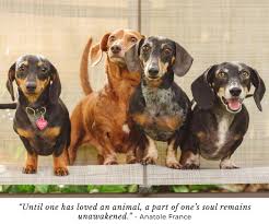 Prices largely depend on their skill level and what type of extra costs include travel time, prints, digital image files, and photo editing fees. Sessions Pricing Hot Dog Pet Photography