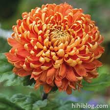 Hi Hi Blog Cac Loại Hoa Cuc Co Thể Bạn Chưa Biết Ten Chrysanthemum Plant Chrysanthemum Flower Season Plants