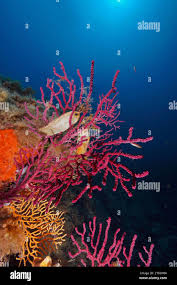 Image result for Cola clavata