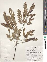 Image result for Aeschynomene schimperi