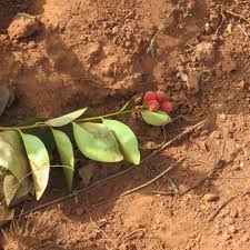 Image result for Leptactina involucrata