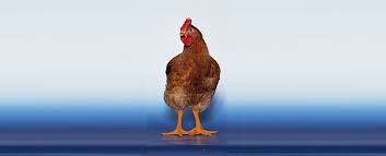 Chick Placement Procedure