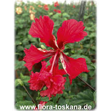 Image result for Hibiscus schizopetalus