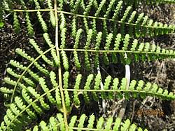 Image result for Hypolepis