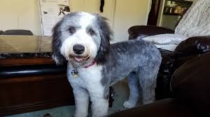 Spa Day for Bella. She will be 1 year old next week. Big Girl. Big Heart