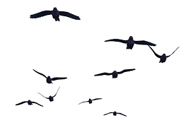 Flying Bird Tattoo On Ribs Flying Birds 07 Png Stock By Roys Art On Deviantart Birds Flying Humming Bird Art Birds