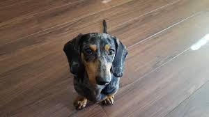 This breed is very popular with people who live in big cities as they are well. Dapple Dachshund Breed Information 15 Things You Should Know Your Dog Advisor