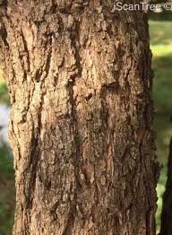 Image result for Searsia gueinzii