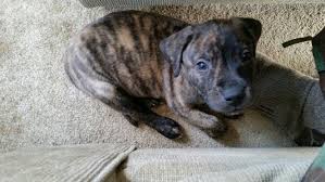 6 Week Black And White Pitbull Puppy Max Maximus Brindle Pitbull Yellow Lab Mix Puppy We Got Today 6 Wks Old His Mom Was A Pure Black And White Pitbull And His Dad Was A Pure Yellow Lab