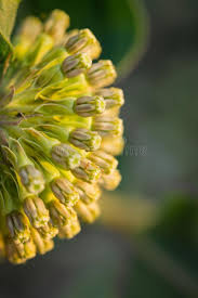 4 296 Green Milkweed Photos Free Royalty Free Stock Photos From Dreamstime