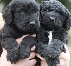 Black And White Doodle Dog For Sale Black Goldendoodle Puppies For Sale Goldendoodle Puppy For Sale Goldendoodle Puppy Goldendoodle