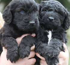 Our 4 month old goldendoodle. The Cutest Puppies In The World Goldendoodle Puppy Black Labradoodle Puppy Labradoodle Puppy