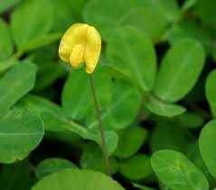 Image result for Arachis
