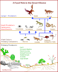 Biotic Factors In The Amazon Rainforest Food Chain Food Web Desert Biome Food Web Biomes