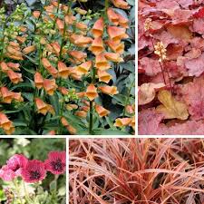 Vivaces Nouveautes 2018 Nos Coups De Coeurs Et Nos Idees Pour Les Associer Idee Jardinage Vivaces Idee Amenagement Jardin