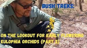 Image result for Eulophia obscura