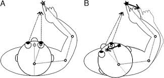 A customized ball which is used to train hand, eye coordination. Spatial Transformations For Eye Hand Coordination Journal Of Neurophysiology