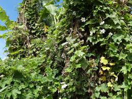 Image result for Lagenaria sphaerica