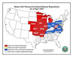 Thousand Cankers Of Black Walnut