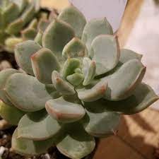So if you are in a hurry, please be cautious to buy. Xgraptoveria A Grim One Graptoveria A Grim One In Gardentags Plant Encyclopedia