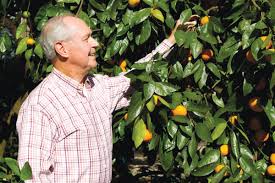 Fruit trees for north florida. Yes You Can Grow Citrus In North Florida Tallahassee Magazine